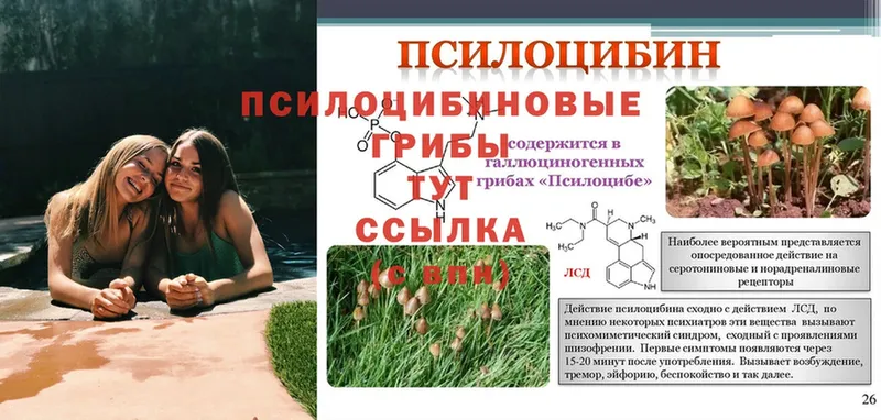 Галлюциногенные грибы Psilocybe  Ардатов 